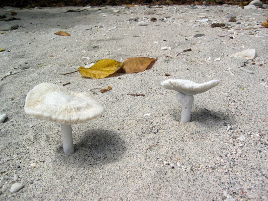 Funghi in spiaggia.. di Dave