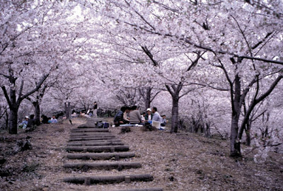 sakura