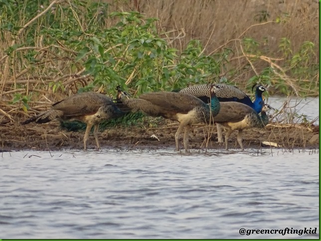 Peacock and Peahen2