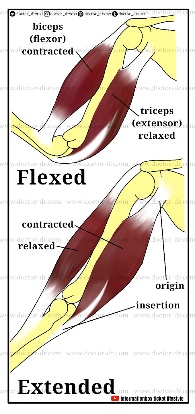 Muscles and Muscle Contraction by Doctor-dr