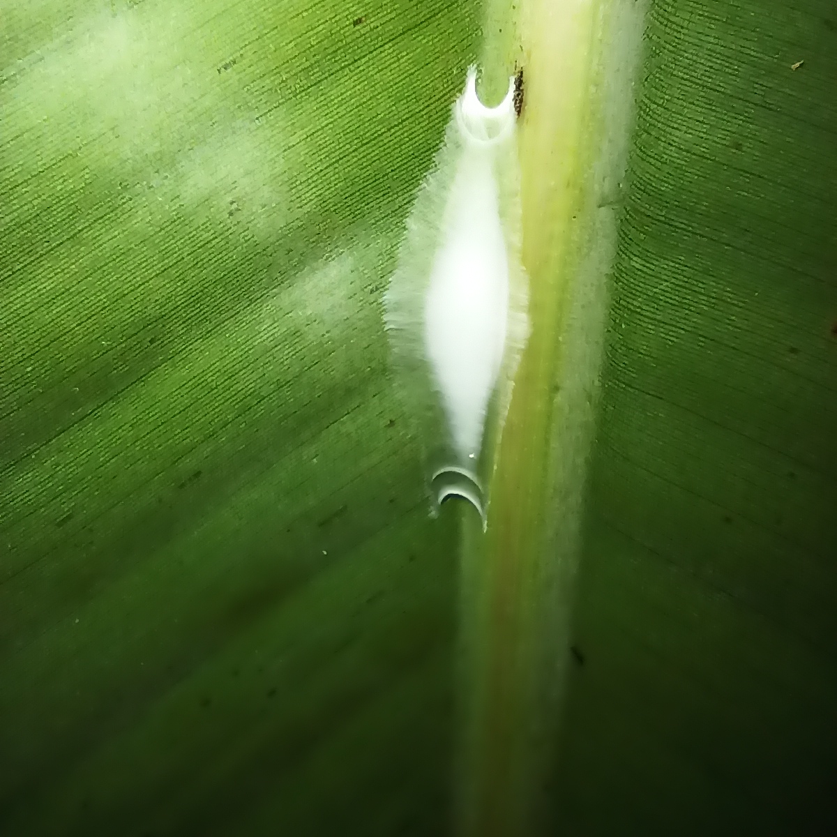 Web/Nest structure or Eggsac?