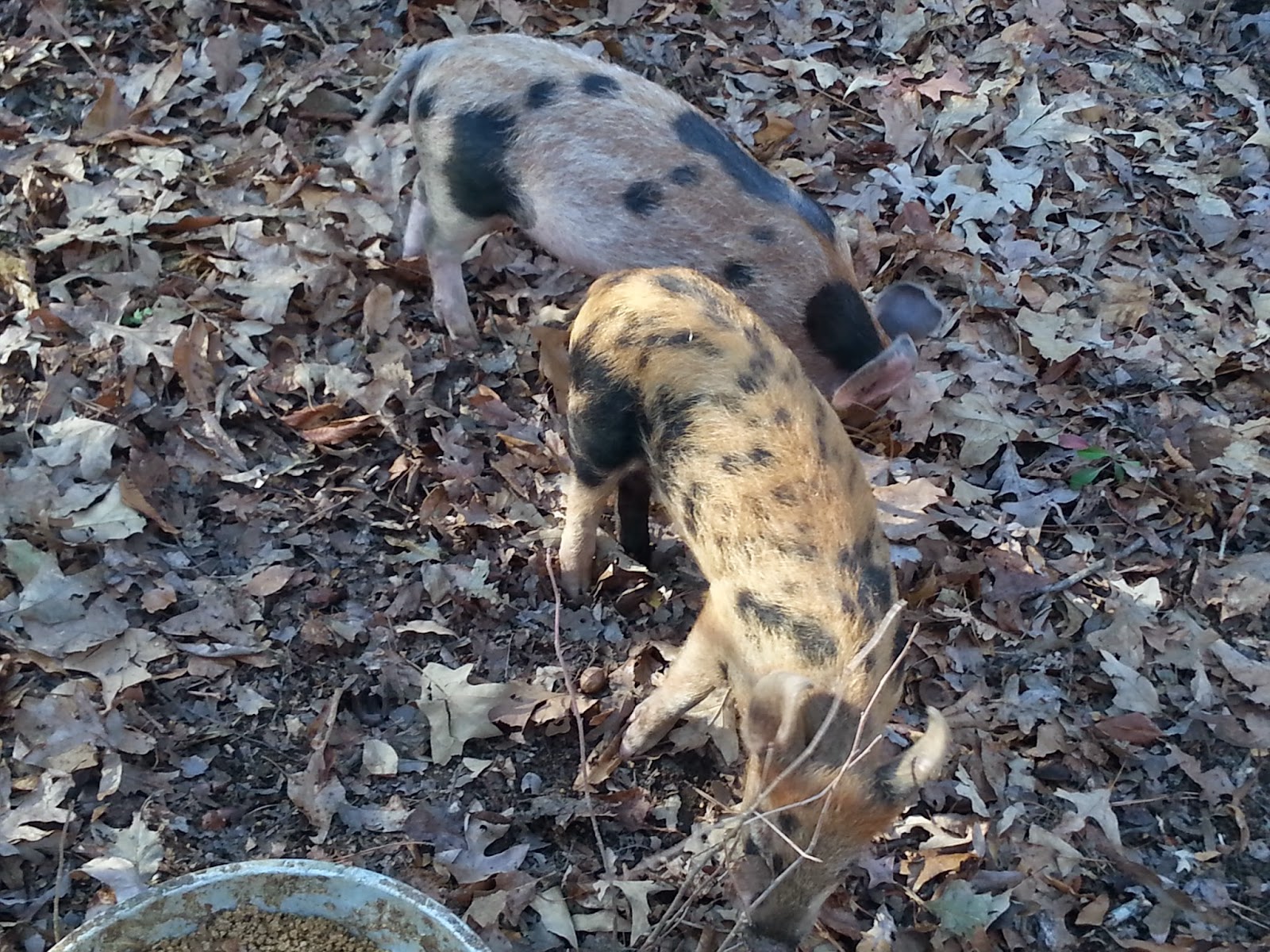 My Crazy Journey To Homesteading