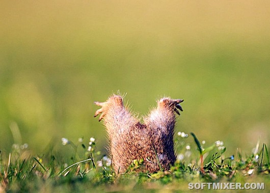 Bankoboev.Ru_suslik_nyrnul_v_norku Bankoboev.Ru_suslik_nyrnul_v_norku