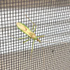 Pale green assassin bug