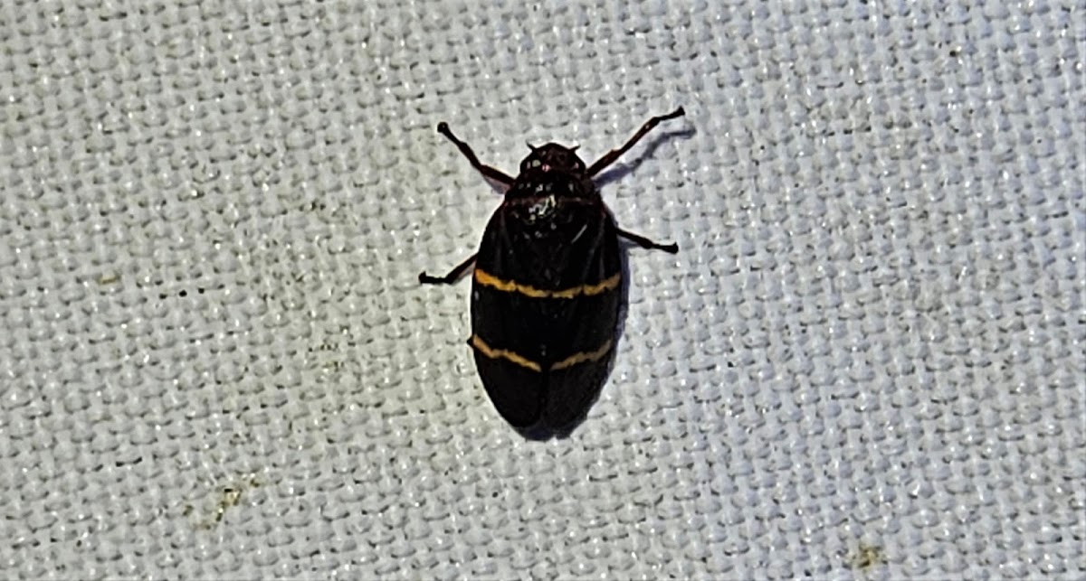 Two-lined spittlebug