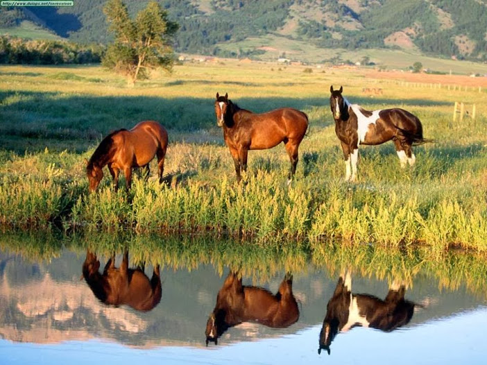 خيول Horses Caballolago