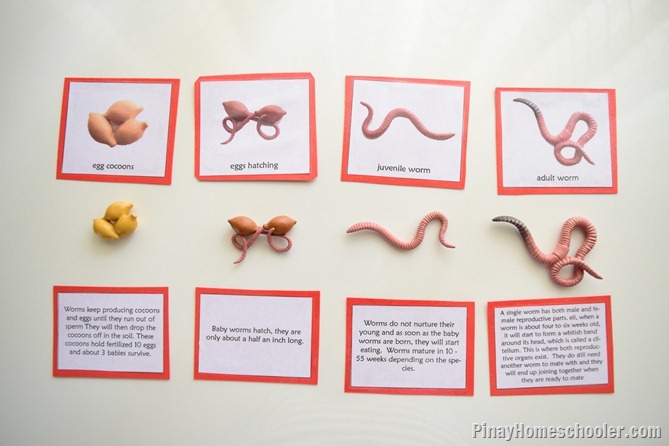 The Annelids: Earthworms and {Learn & Play Link Up}