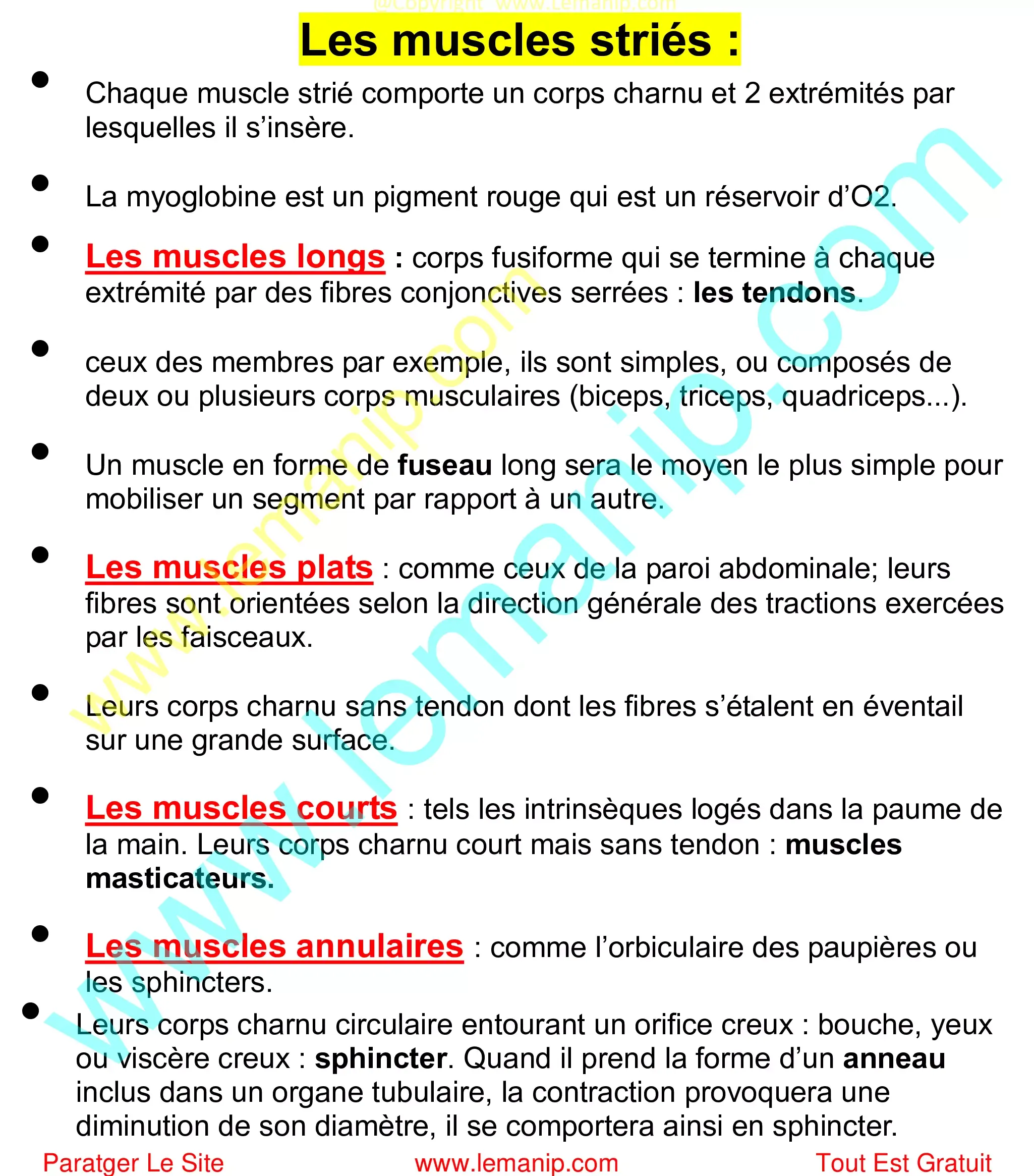 Les muscles striés