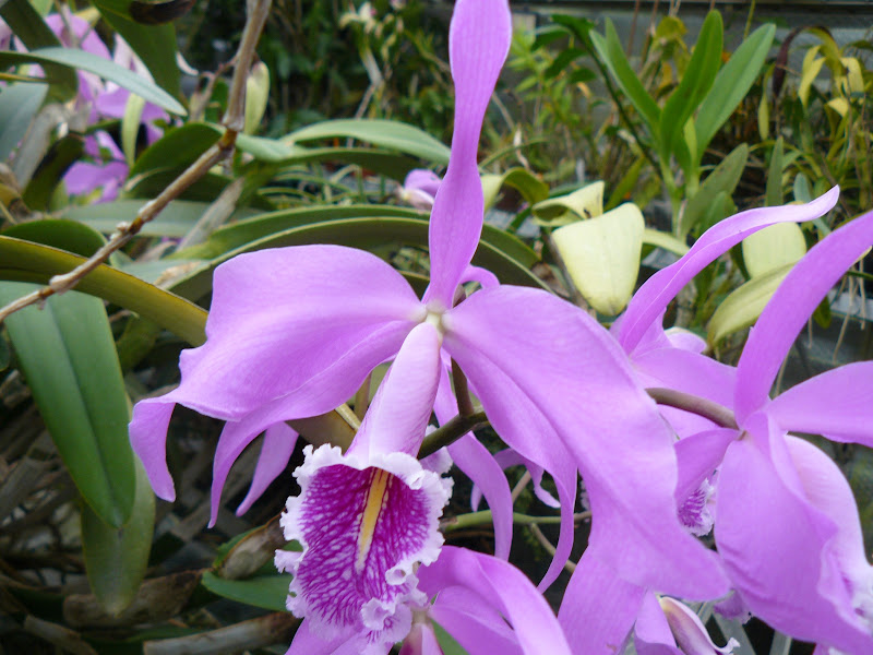 Cattleya maxima - Page 3 P1050411