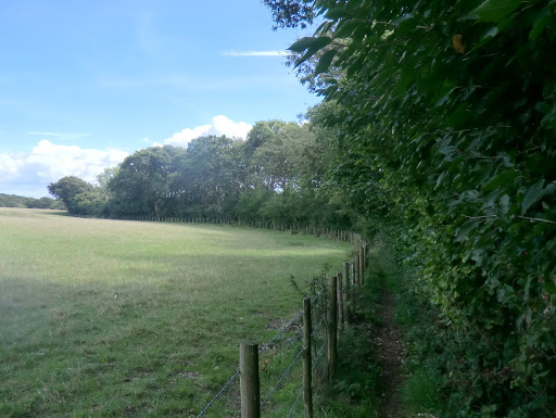 CIMG4389 Alongside Yaldhurst Copse