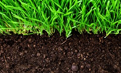 healthy grass and soil 