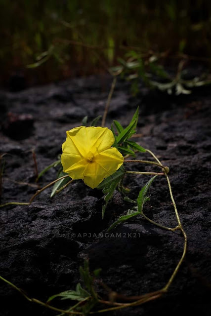 Distimake rhyncorhiza Endangered species from Western Ghats नव्हाळी Convolvulaceae Kolhapur Maharashtra India