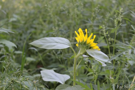 Wildgarden sunflower