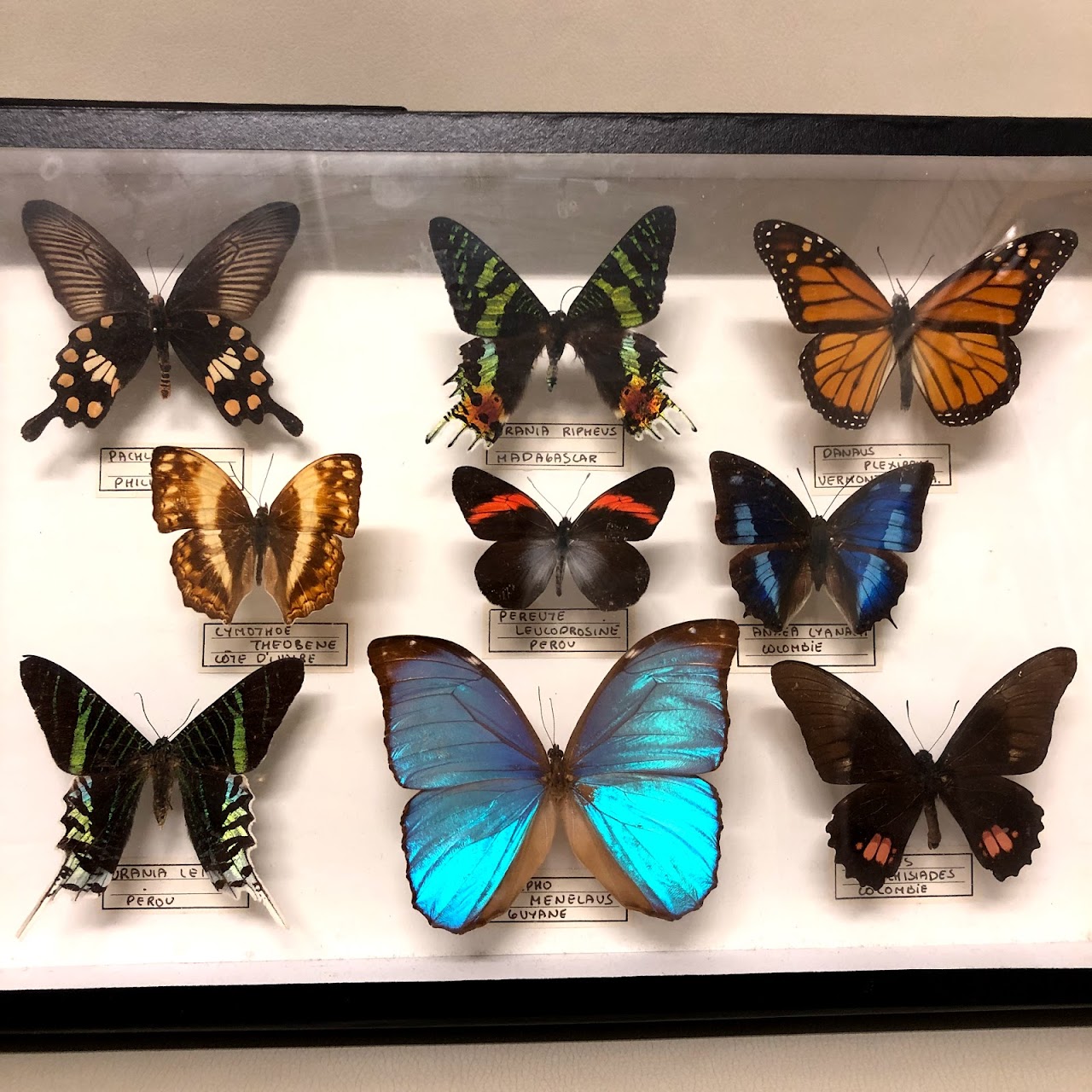 Lepidoptera Specimen Display Pair