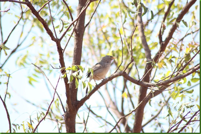 Jungle Babbler