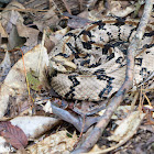 Timber Rattlesnake