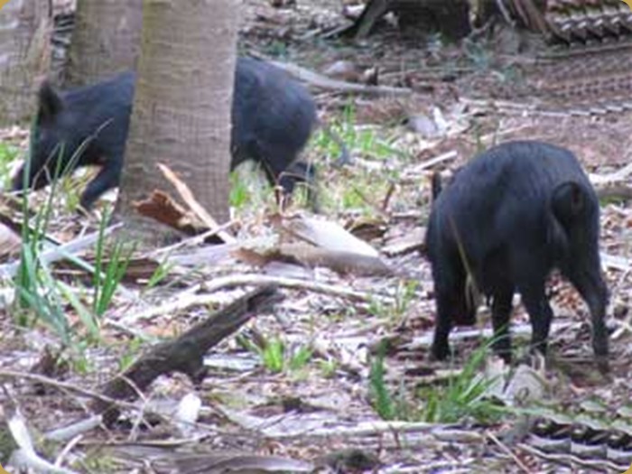 Feral Hogs