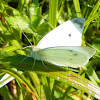 Cabbage White