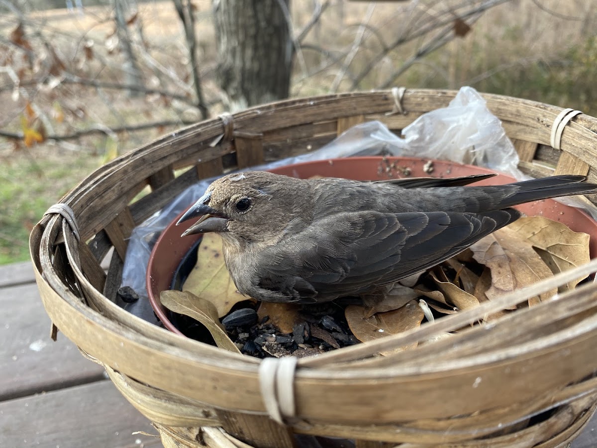 Cowbird (female)