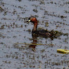 Little Grebe