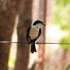 Paperbark Flycatcher