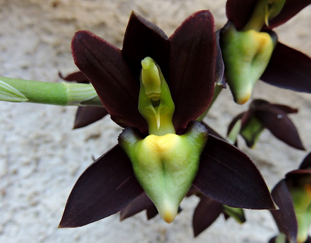 Catasetum tenebrosum DSCN1097