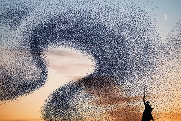 AlainDelorme_Murmuration03