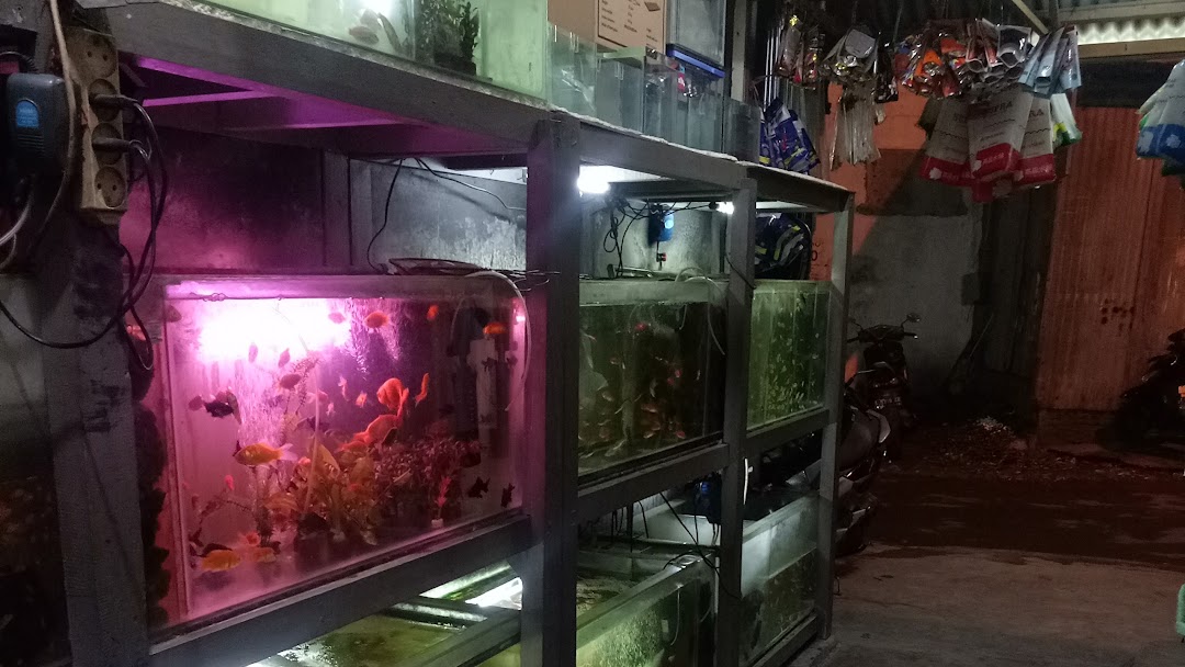 Koleksi Populer Toko  Aquarium  Cupang Terdekat Aneka Ikan 