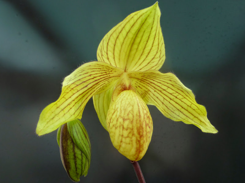 Paphiopedilum Dollgoldii P1200806