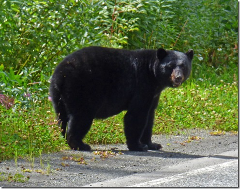 Bear near Stewart 