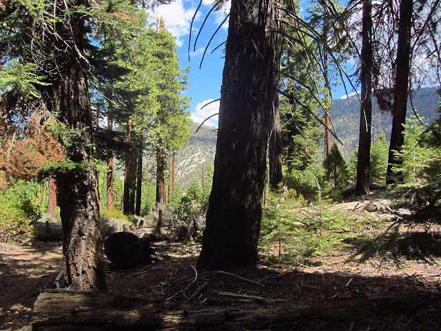 hints of a mighty canyon through the trees