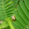 Leaf beetle