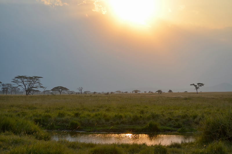 SAFARI EN KENIA Y TANZANIA - Blogs de Africa Este y Centro - Etapa 7: Tres días en el Serengeti. (29)