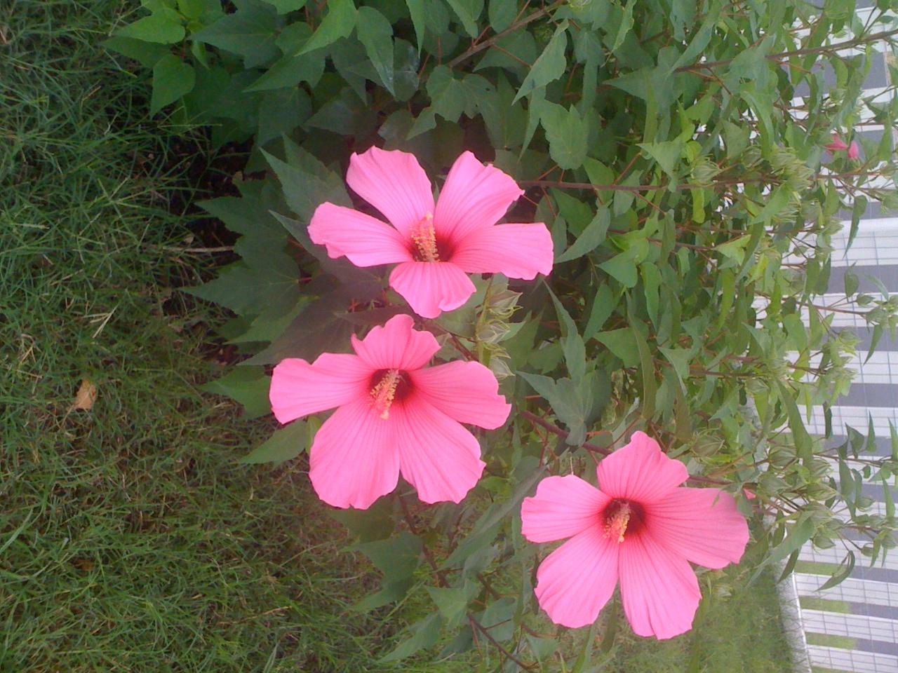 Our Hibiscus is Blooming!