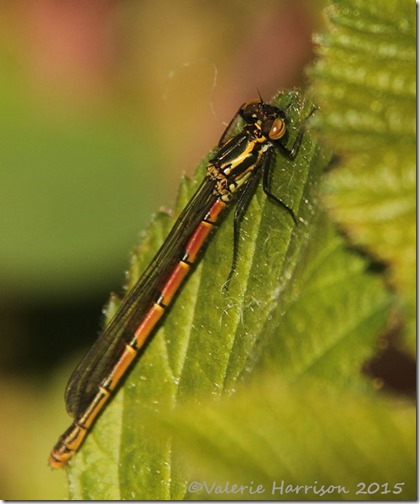 Large-Red-Damselfly