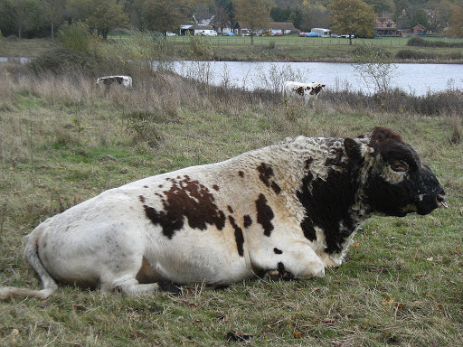 DSCF2563 Bull at Colebrook Lake North