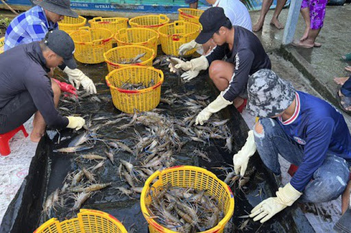 Nông dân miền Tây trúng mùa, được giá tôm càng xanh