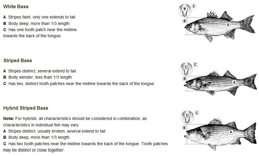 Striped Bass fishing Report for Beaver Lake Arkansas Beaver Lake