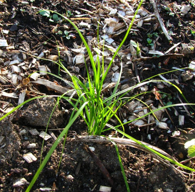 3 inconnues  IMG_9419