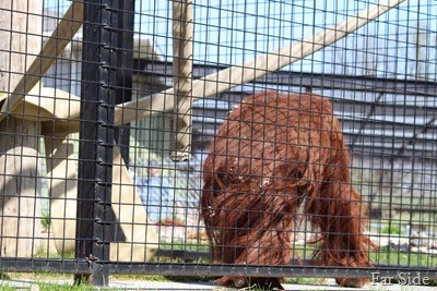 Ape at the zoo