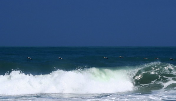 Pelicans