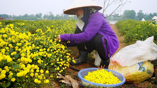 Bội thu khi dân bỏ cúc thường, trồng hoa cúc chi làm trà - Ảnh 3.