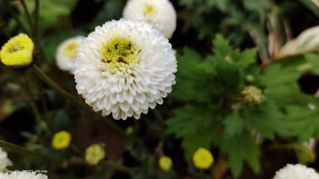 white flower blur wallpaper hd nature background