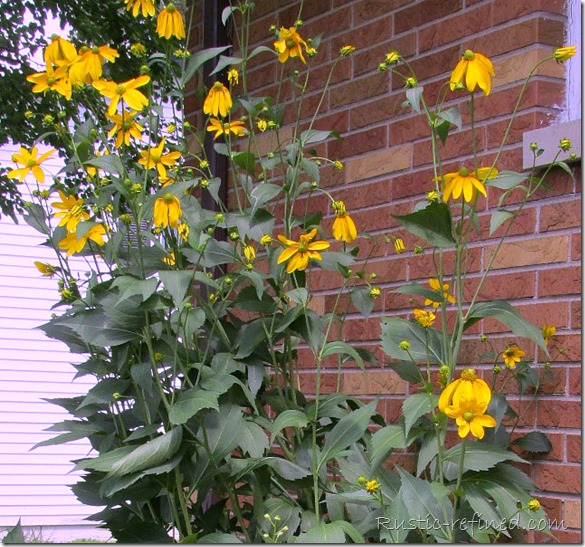 Rudbeckia in a summer garden tour @ Rustic-refined.com