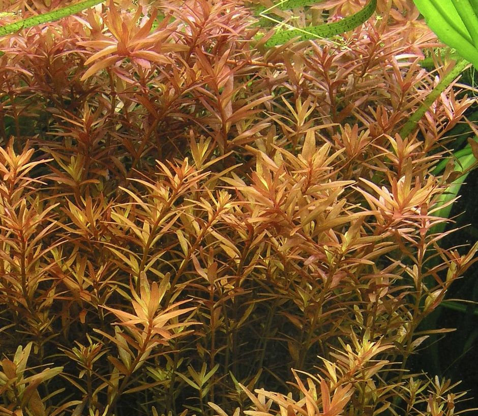 Ротала круглолистная (Rotala rotundifolia)