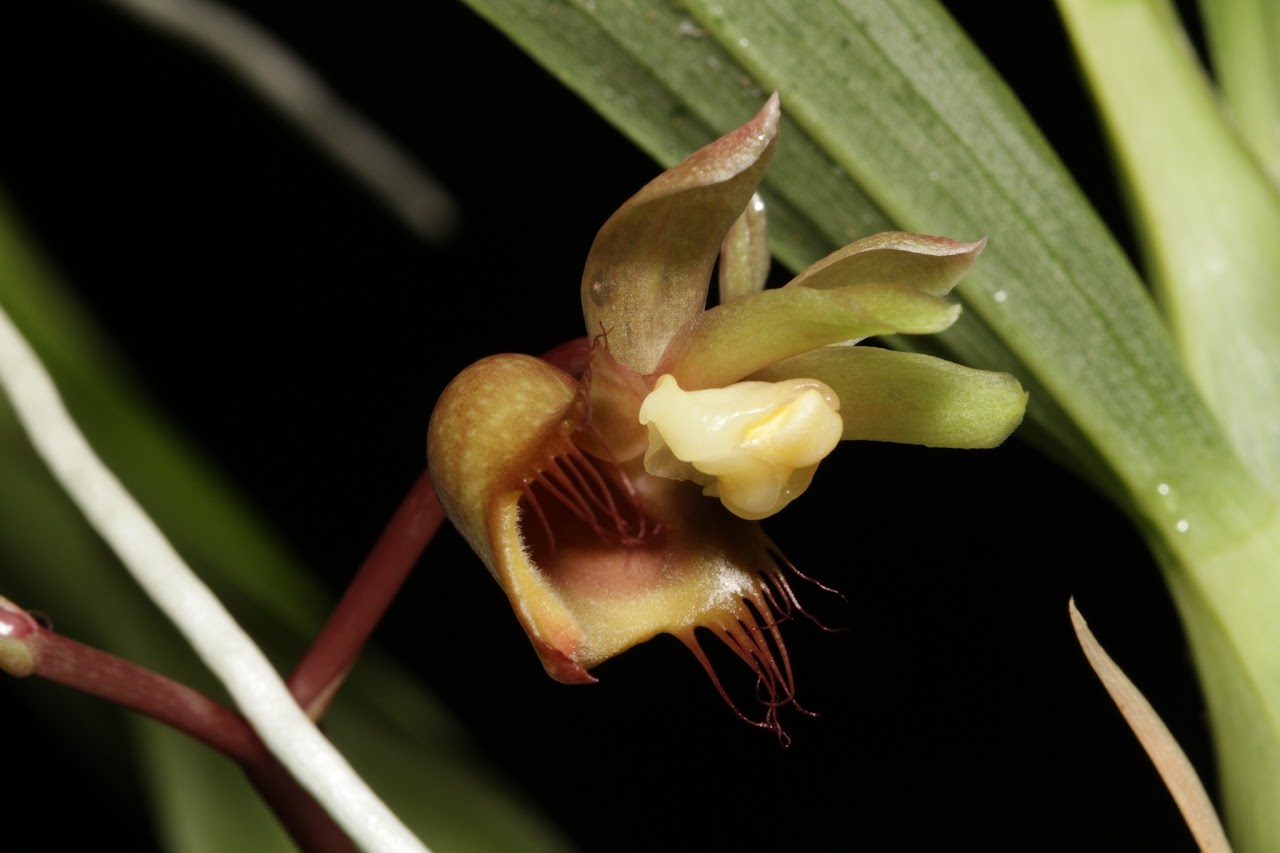 Catasetum discolor IMG_8147