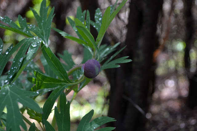 California peony bud