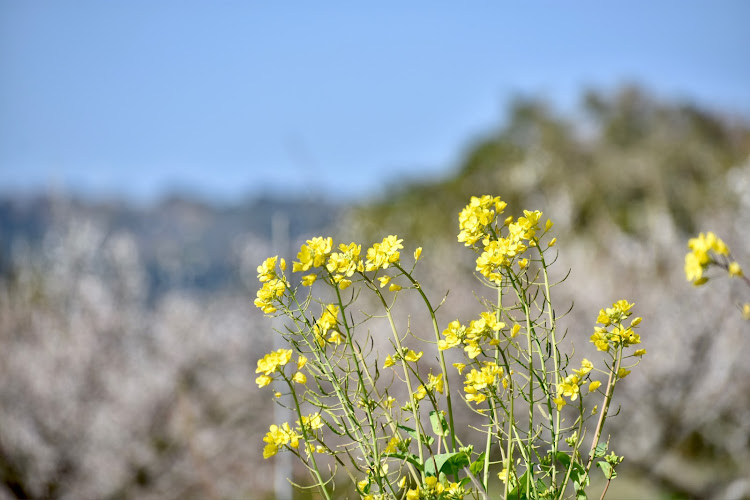 アルトワークスの花見・梅・牛尾梅林・花に関するカスタム事例の投稿画像7枚目