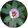 Washington Wildflower Search icon