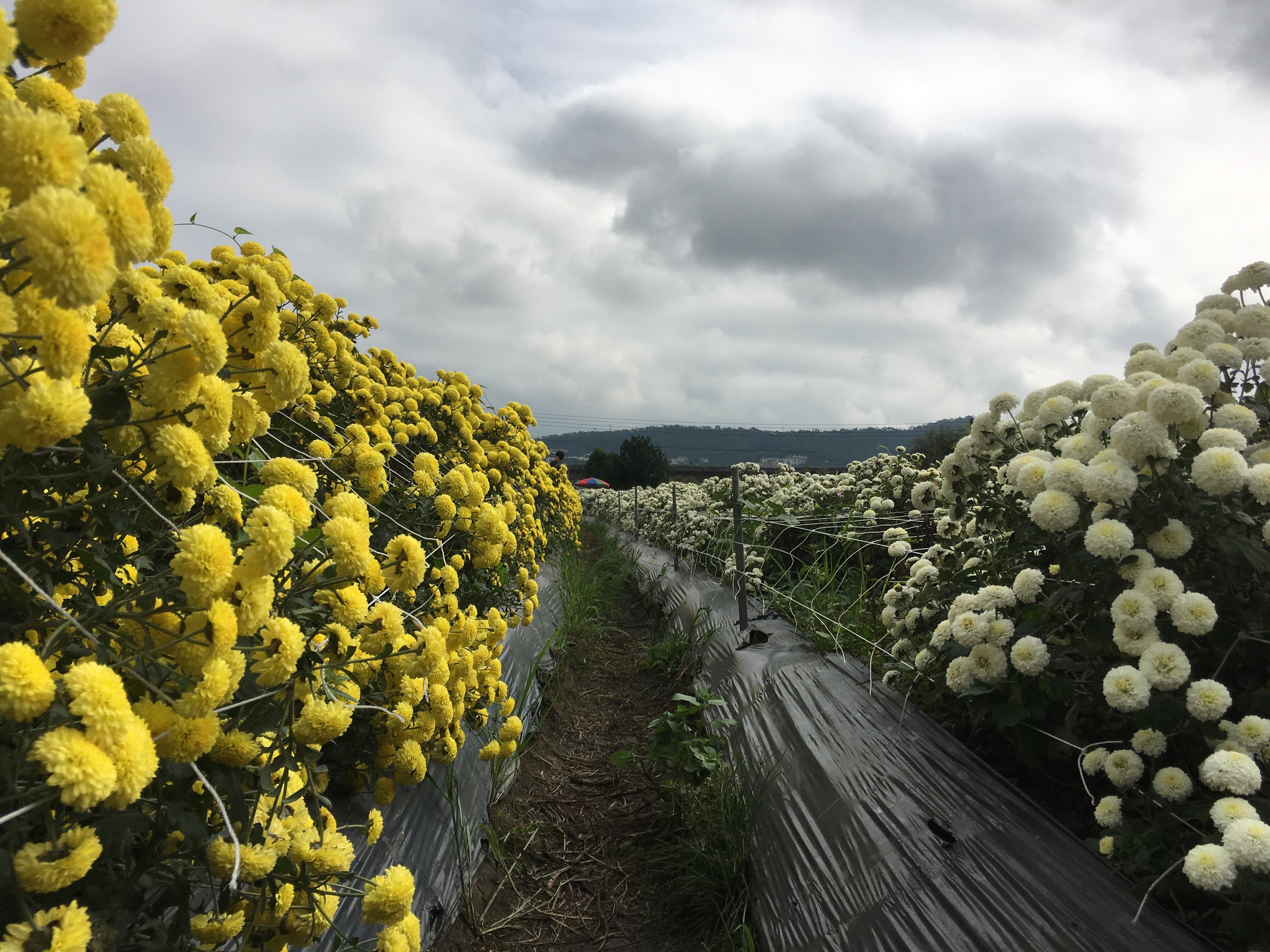 chrysanthemum fields, miaoli, Tongluo, Taiwan